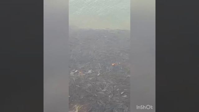 Абрау-Дюрсо рыба вся возле берега смотреть онлайн