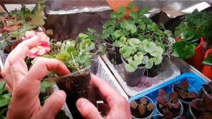 СЕКРЕТ ФОРМИРОВКИ ДИХОНДРЫ. КАК ПОЛУЧИТЬ ПЫШНЫЙ ВОДОПАД ИЗ ДИХОНДРЫ. ДИХОНДРА ИЗ СЕМЯН.