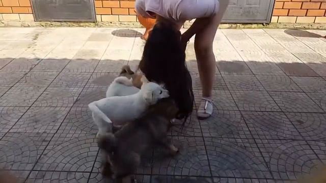 Щенки лайки смотреть онлайн