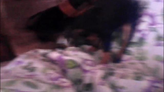 Готовимся ко сну. Карликовый доберман пинчер. Цвергпинчер смотреть онлайн