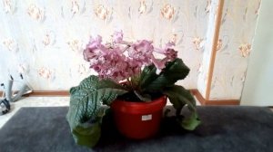 Стрептокарпус: DS-1126