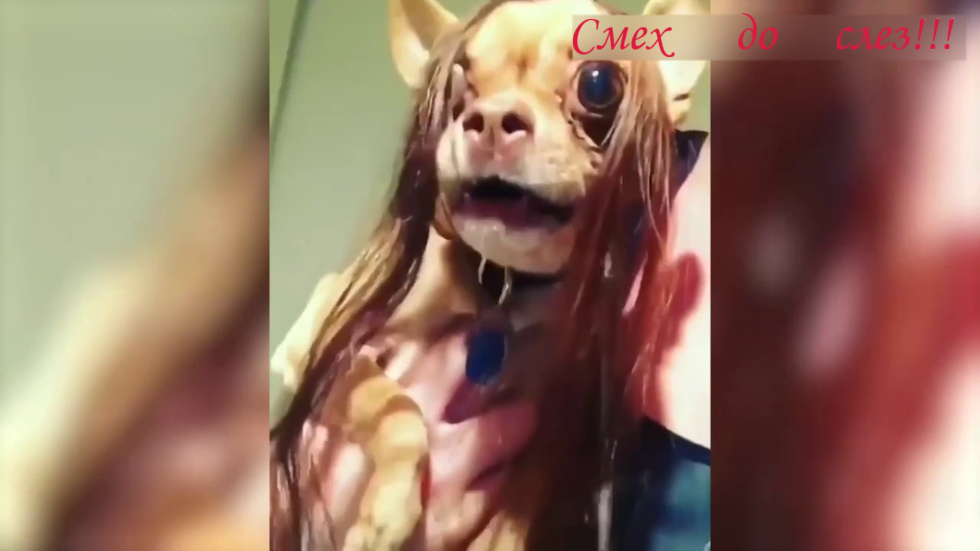 Самые смешные котята и собаки, не дадут остановиться от смеха