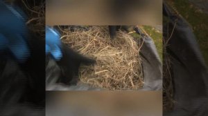 Морковь / Хранение зимой/ Как хранить морковь на грядке зимой