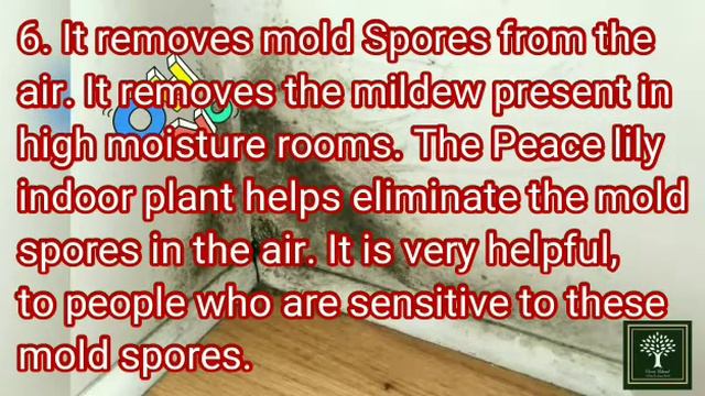 Benefits of Peace lily|Spathipyllum Benefits|Peace lily Care|#GreenIsland #Bedroomplant#Indoorplant смотреть онлайн