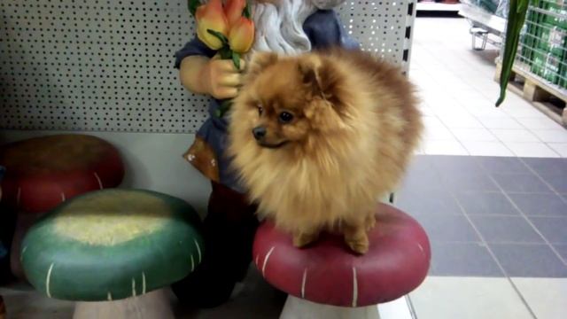 Рыжий гриб смотреть онлайн