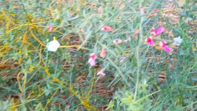 Пустырь/сотри случайные черты-и тыувидишь:мир прекрасный/необыкновенная коасота/Я живу в Израиле/ смотреть онлайн