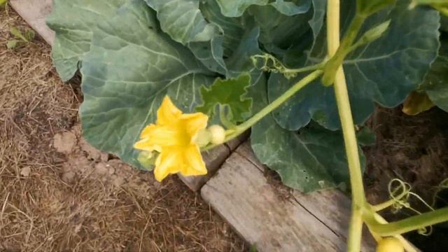 ДАЧНЫЕ БУДНИ в конце июля 2021 г: обзор огорода // вершинная гниль на томатах смотреть онлайн