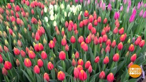 8 марта: цветов хватит на всех! Доброе утро. Суббота. Фрагмент выпуска от 04.03.2023