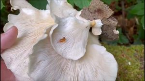 Lungenseitling - Pleurotus pulmonarius