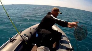 Раколовки.  Забросил раколовки в море, наловил крабов и рыбу.