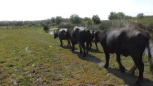 Азиатский буйвол - самый крупный бык, который рвёт львов и плавает вод водой!