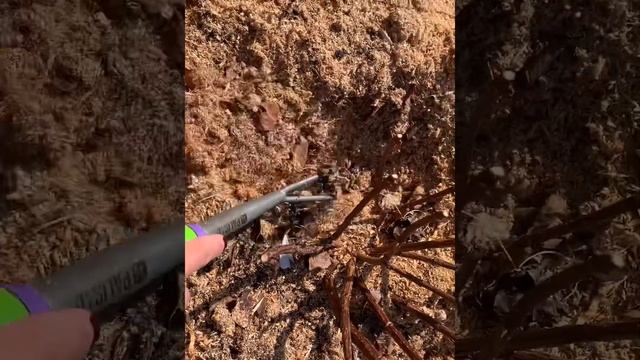 Весенняя подкормка метельчатых гортензий