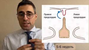 Лекция № 2  Эмбриология. Полости сердца