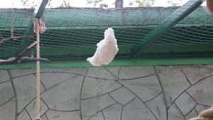 Белохохлый какаду в зоопарке Мадагаскар