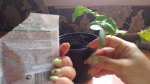 Магония из черенка зимой - легко!