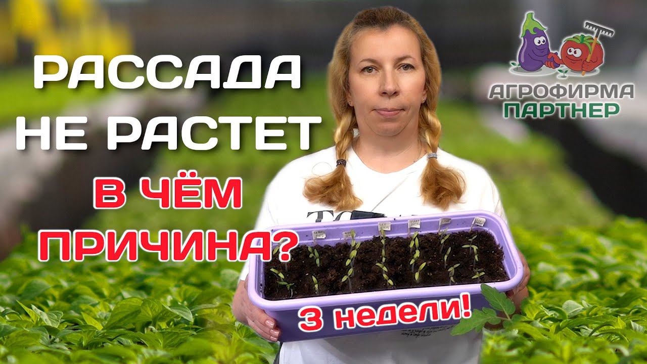Пересадка томатов |  Рассада не растёт, в чём дело?  |  #семена #огород #рассада