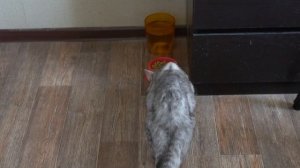 На какой звук прибежит кошка? Проверка!