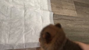 VLOG: Щенок шпица от 2 до 3мес. Как росла моя девочка шпица!Купила щенка!  Счастлива !❤️