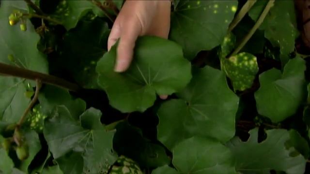 Ligularias смотреть онлайн