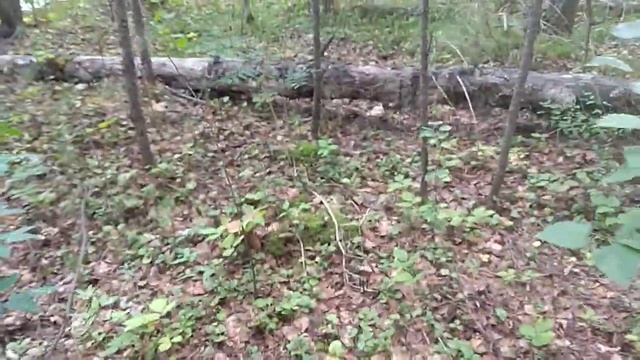 Полевской. Тихая охота.. смотреть онлайн