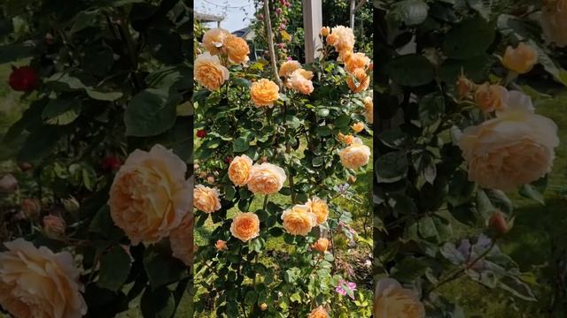 Crown Princess Margareta Rose in our garden #davidaustinroses #englishgarden #roselovers