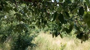 Лучший подвой для черешни и вишни
