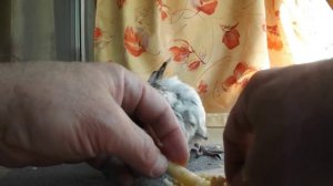 Принудительное кормление птенца голубя. Подкидыш