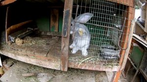 Кролик Фландр .