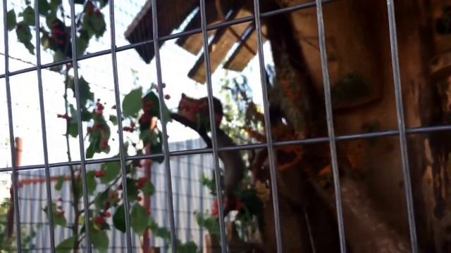 Наше путешествие в зоопарк города Ижевск! смотреть онлайн