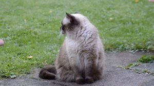 СУХОЙ КОРМ ДЛЯ КОШЕК. КАКОЙ ЛУЧШЕ ВЫБРАТЬ?