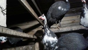 Голос цесарки (самки)