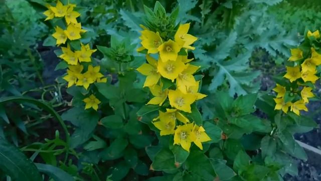 Вербейник многолетний ! Выращивание и уход ! смотреть онлайн