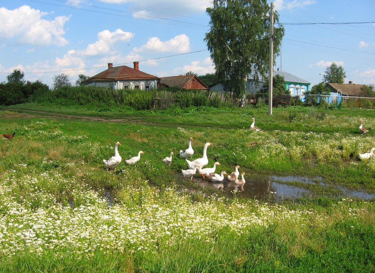 Деревня гуси река