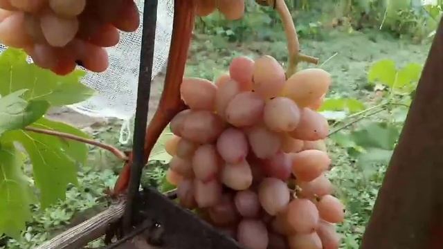 Селекция винограда Мария на Карамболь 11 августа 2021 год. Виноградник Щереденкова В. А.