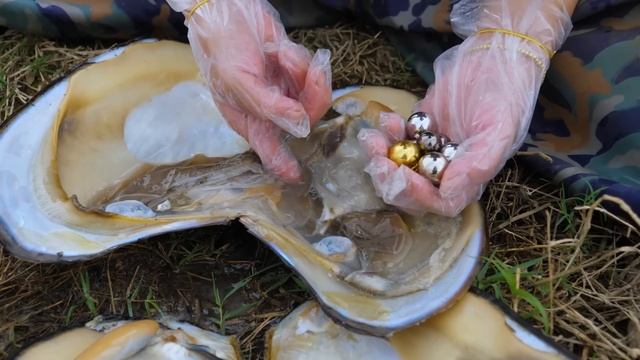 The perfect golden pearl in the shell, shocking and so beautiful смотреть онлайн