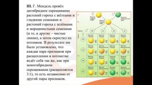 3. Основные понятия и законы генетики