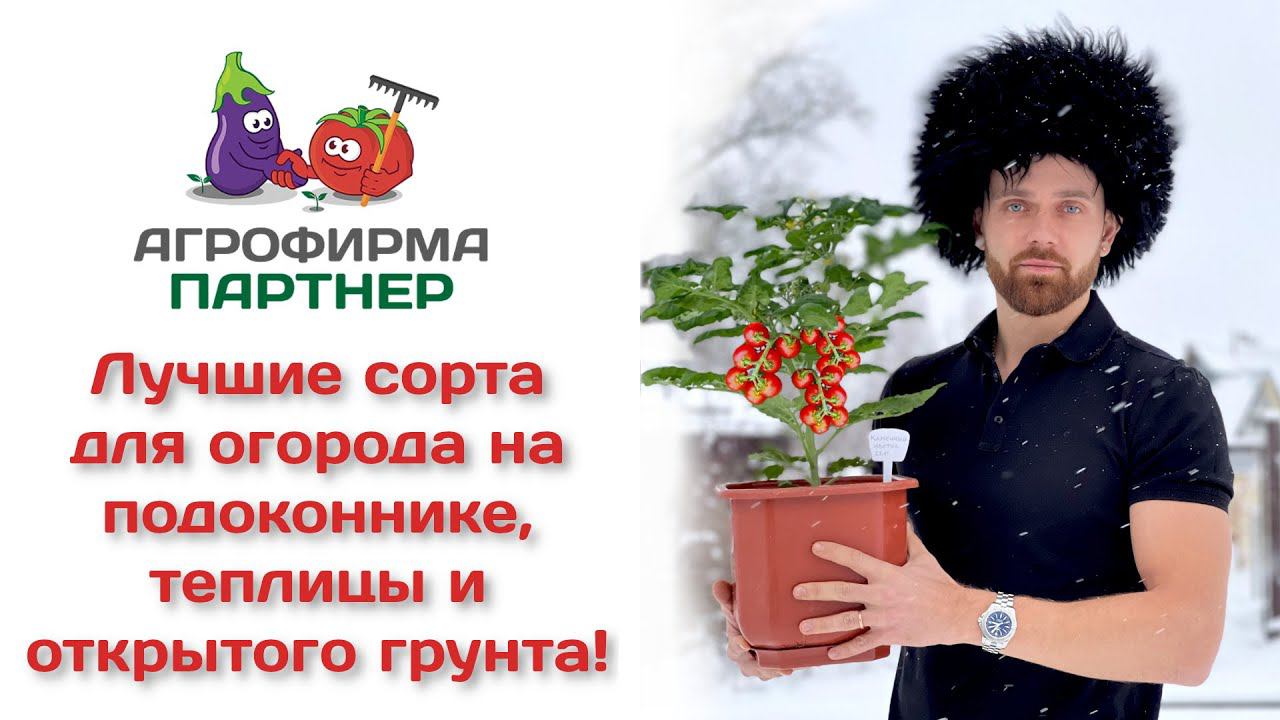 Лучшие сорта для огорода на подоконнике, теплицы и открытого грунта!