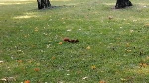 Белка. Squirrel is frolicking. Warsaw,  Lazienki park. Warszawa, Łazienki. Wiewiórka igraszki.