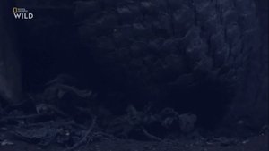 Nat Geo Wild: Дикая природа Тайваня: Остров джунглей 2018