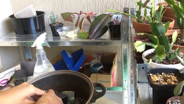 How to repot Astrophytum (star cacti) смотреть онлайн