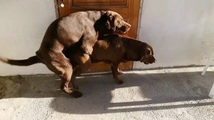 Labrador Retriever mating.Вязка Лабрадор Ретривер  (+18)