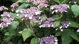 Гортензия шершавая макрофилла — описание, посадка и уход