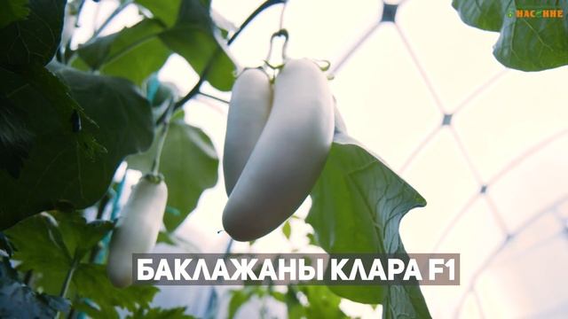 Белый баклажан - очень урожайный! смотреть онлайн