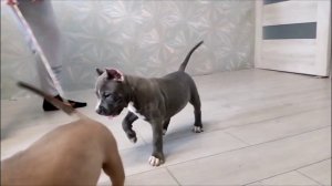 в продаже щенки Американского стаффордширского терьера РКФ 89776522003