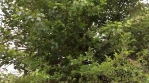 Установка ловушек для пчёл. Как устанавливать и выбирать место.