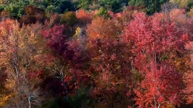 Футаж Осень 4 смотреть онлайн