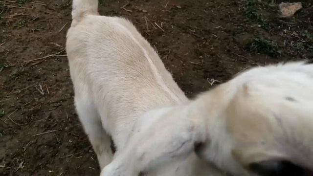 Если сравнить: обычные цыплята и бройлеры в возрасте 1 месяц