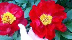 Пионы Mackinac Grand и Postilion. Сравнение цветков с двухлетних кустов пионов.