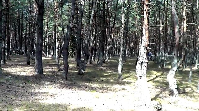 ТАНЦУЮЩИЙ  ЛЕС В КАЛИНИНГРАДСКОЙ ОБЛАСТИ (КУРШСКАЯ КОСА)