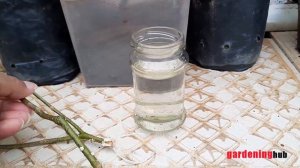 || How To Grow Chandni Plant From Cutting In Water || How To Grow Chandni Plant From Cutting ||